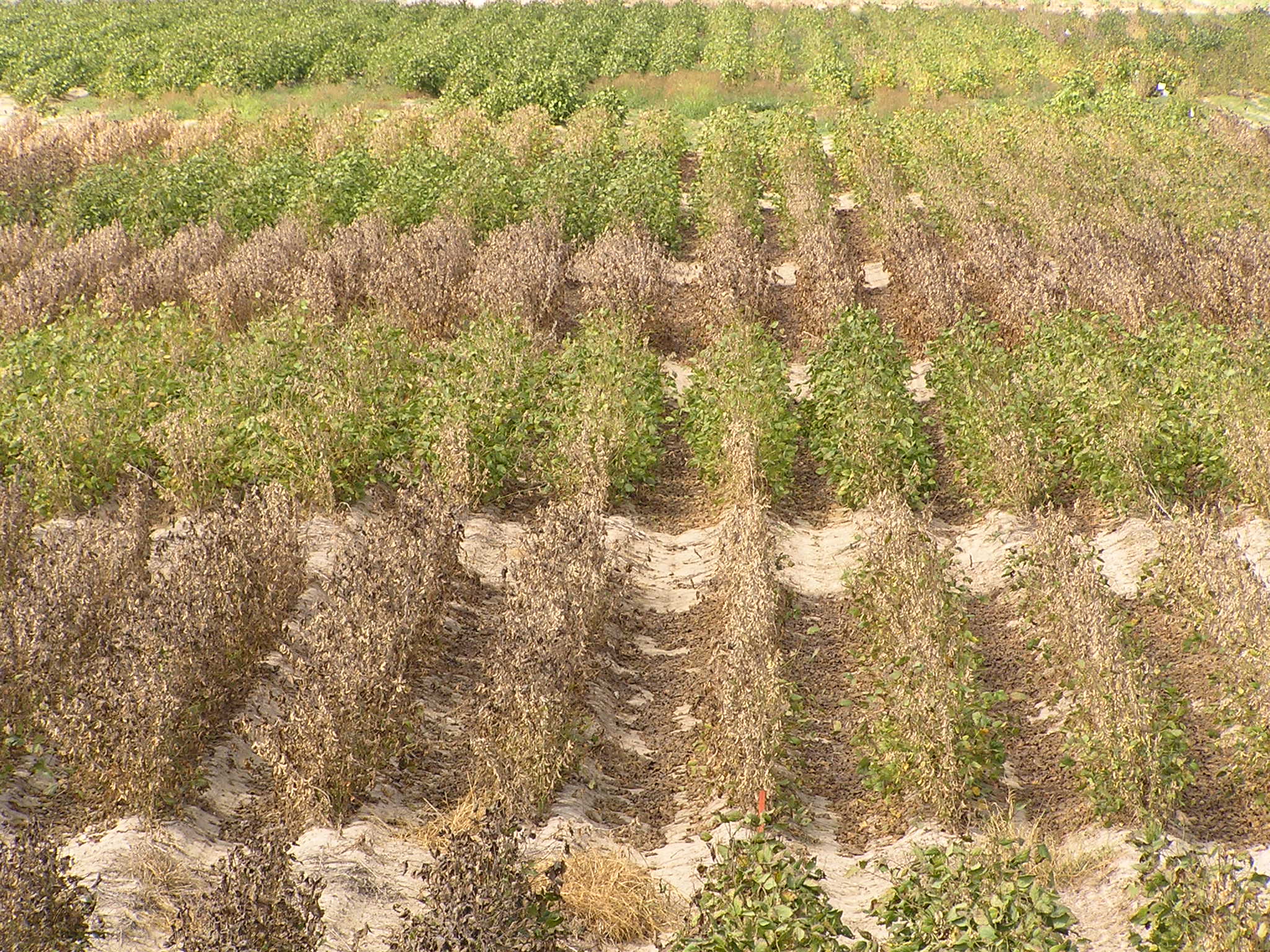 Soybean Green Plant Malady Contributing Factors and Mitigation Photos