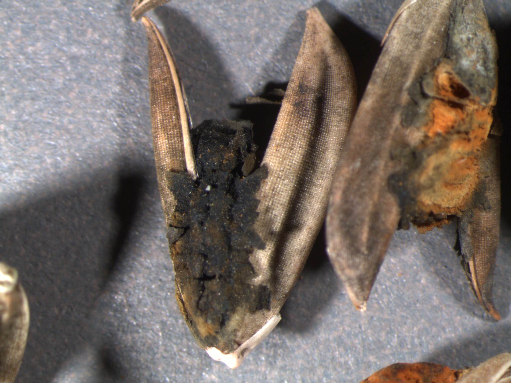 False Smut Fungal Spores