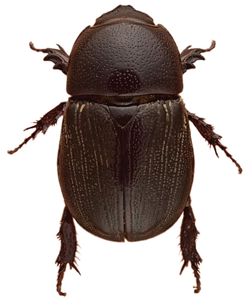Managing Sugarcane Beetles in Louisiana Sweet Potatoes