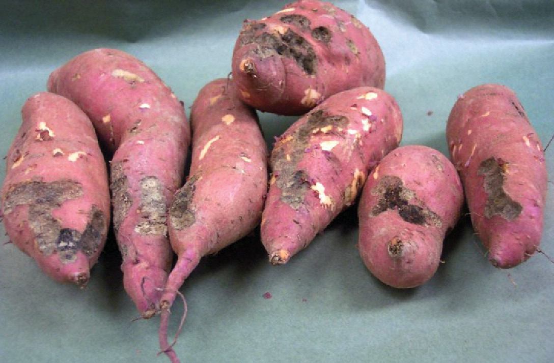 Sweet potatoes with sugarcane beetle injury