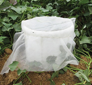 PVC pipe used to contain beetles