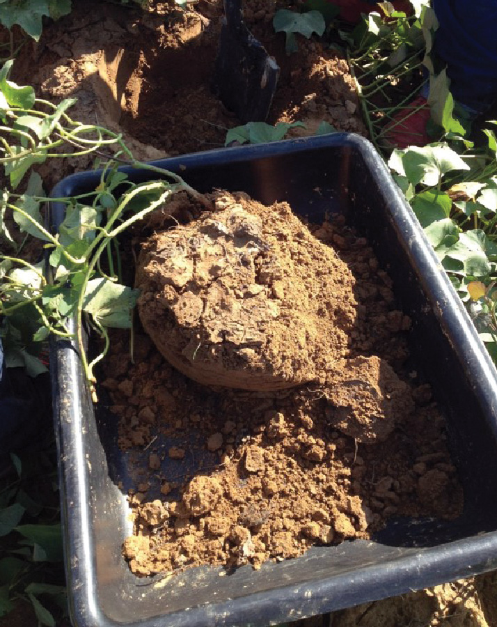 Plastic tub with sweet potato plant and