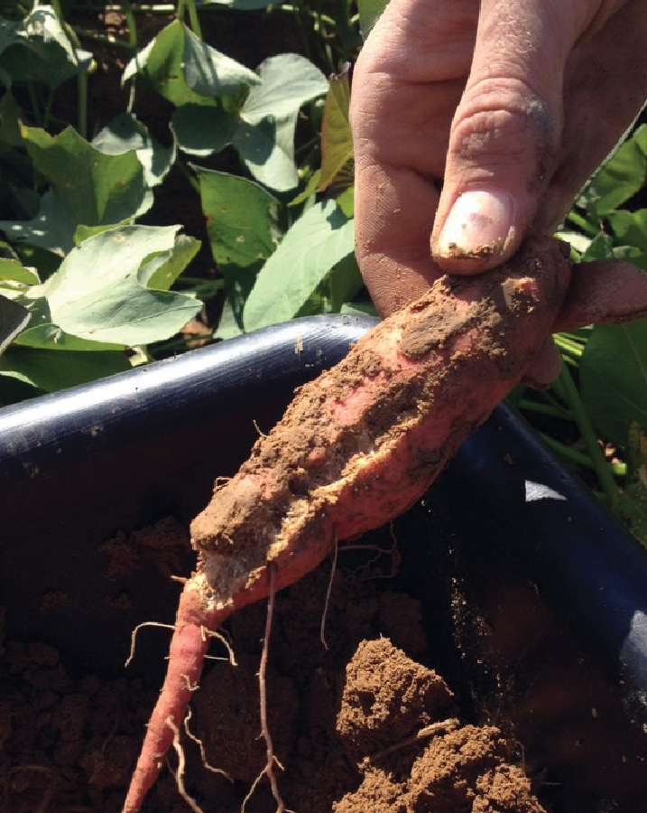 sweet potato root