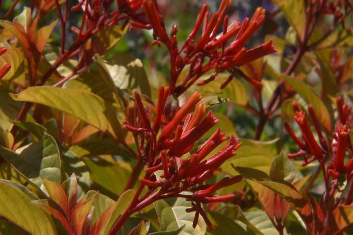 Lime Sizzler firebush lights up a landscape