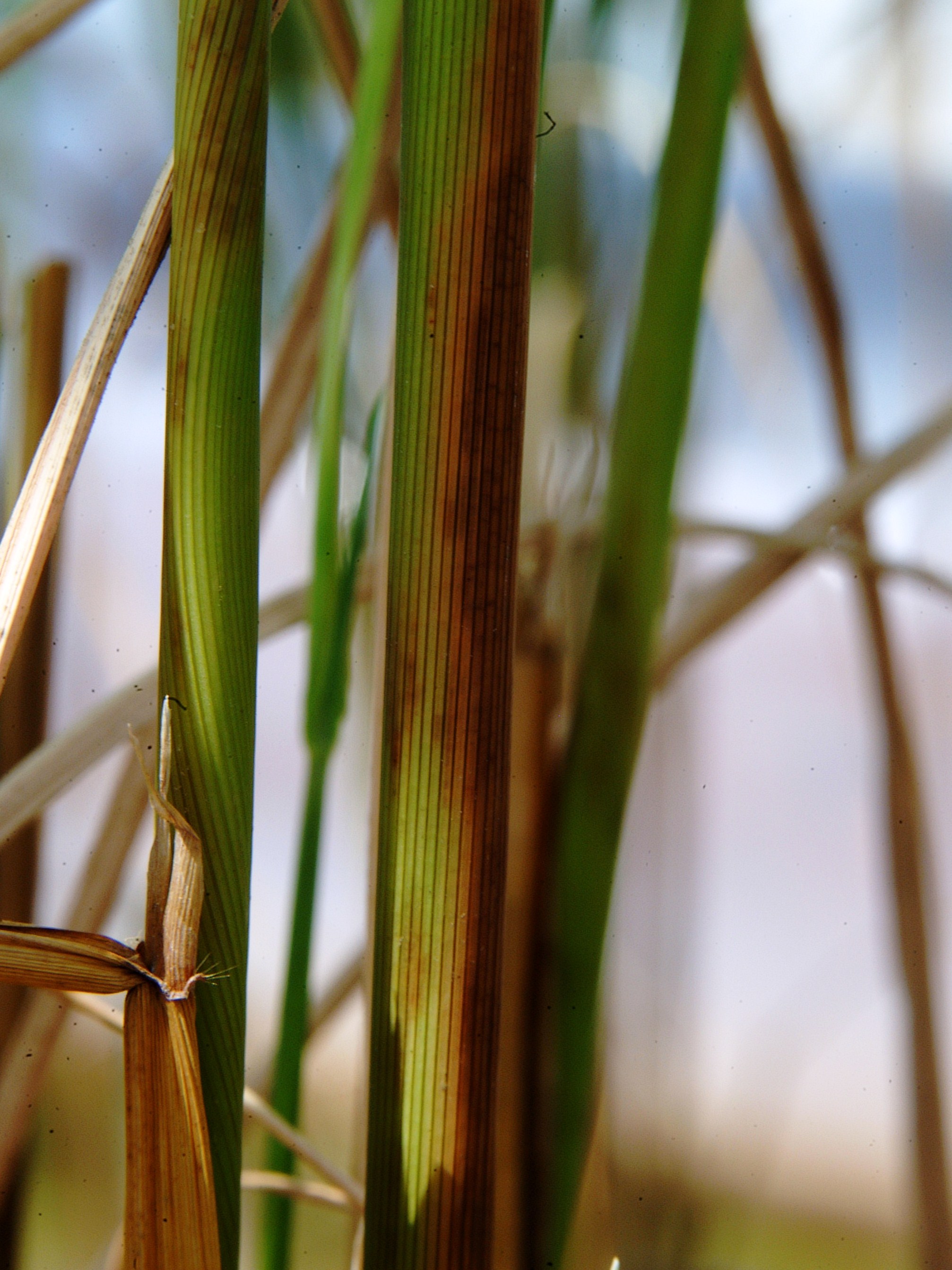 Mite Injury on Leaf Sheath 2