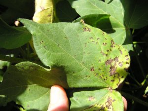 Angular lesions caused by bacterial blight