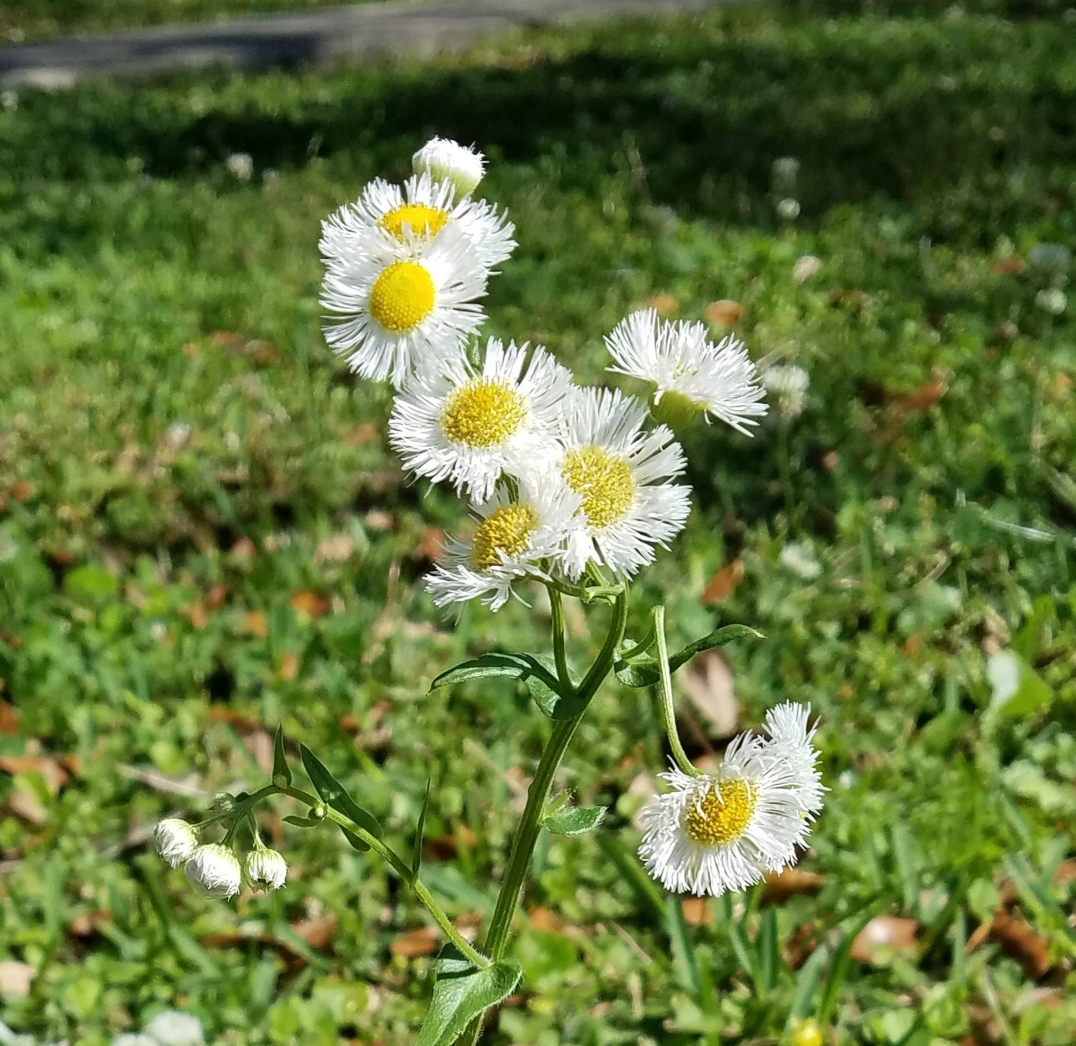 Roots, Shoots, Fruits & Flowers: Annual Cicadas, Native Wildflower Seeds & Millipedes