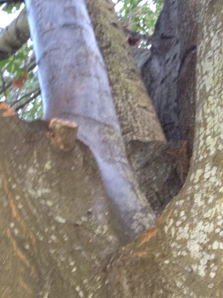 Free Tree Cleaning Service!