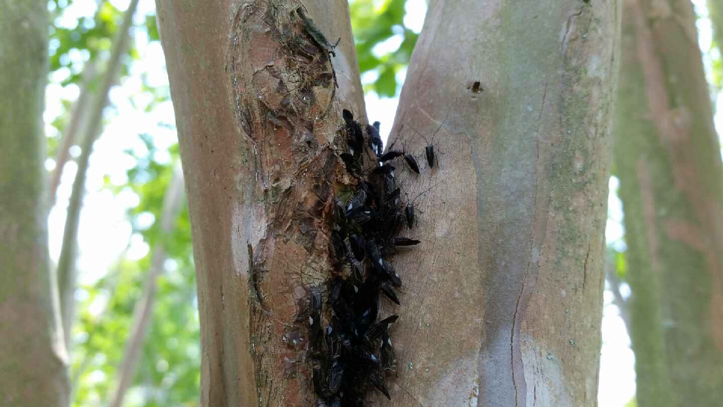 Bark Lice