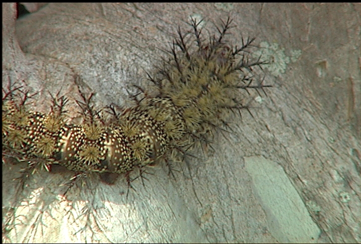 Caterpillars are active during spring