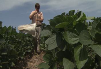 Kudzu bug found in La. soybean field