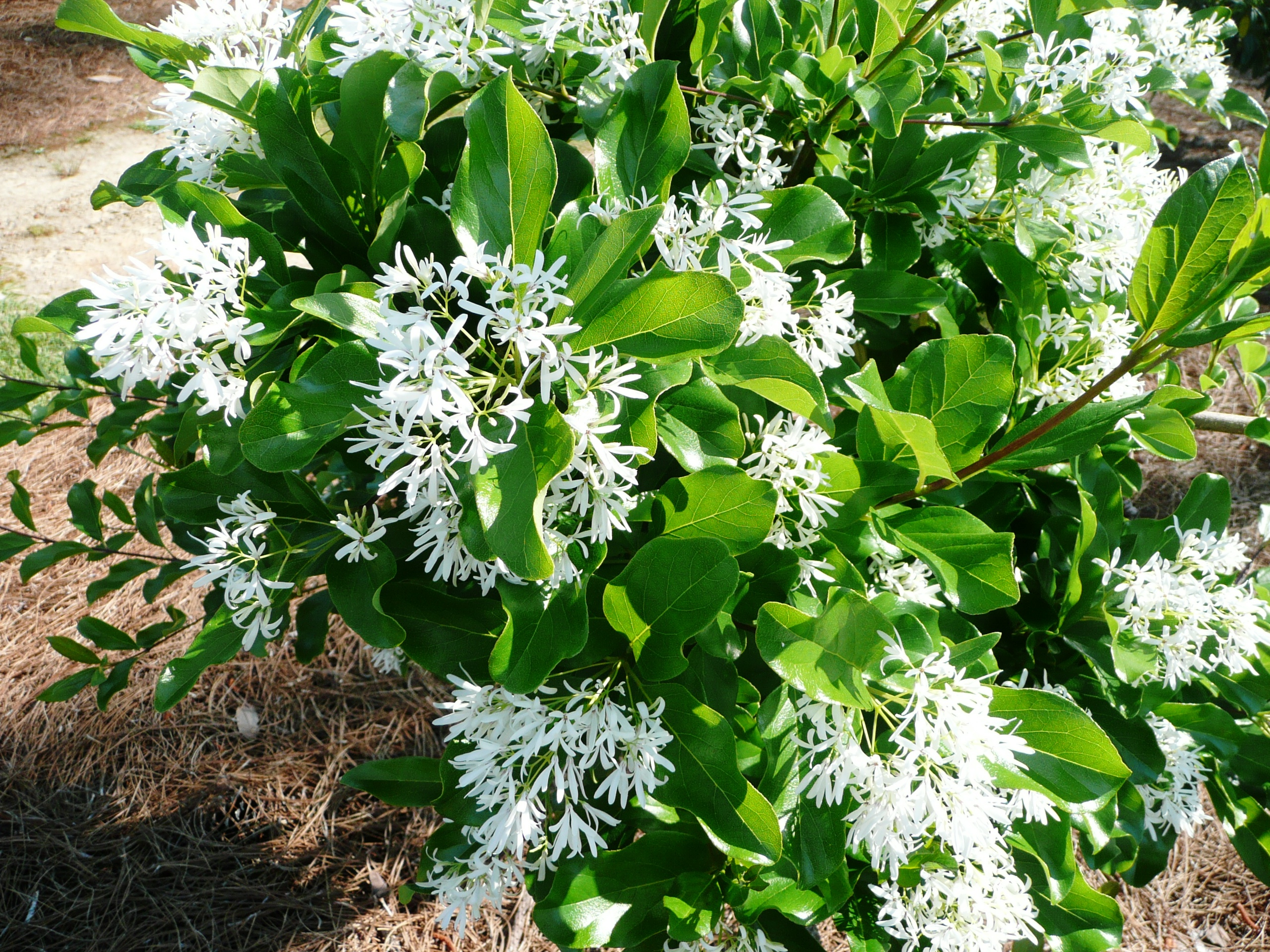 Fringe Trees – Ornamental plant of the week for February 3, 2014