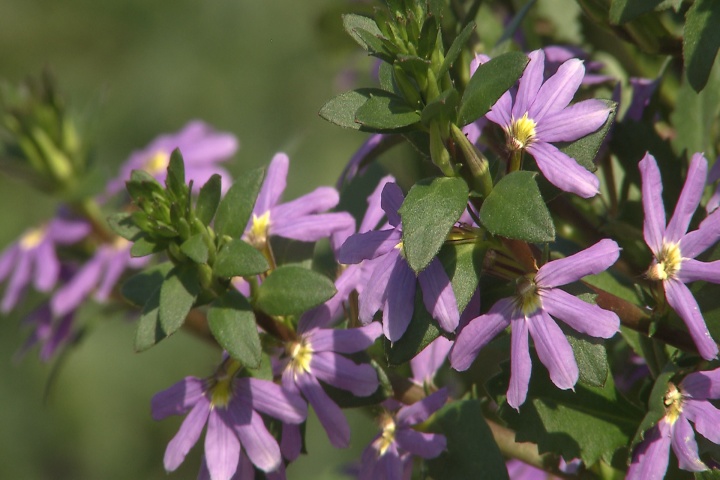 Fan flower is colorful summer plant with a story to tell