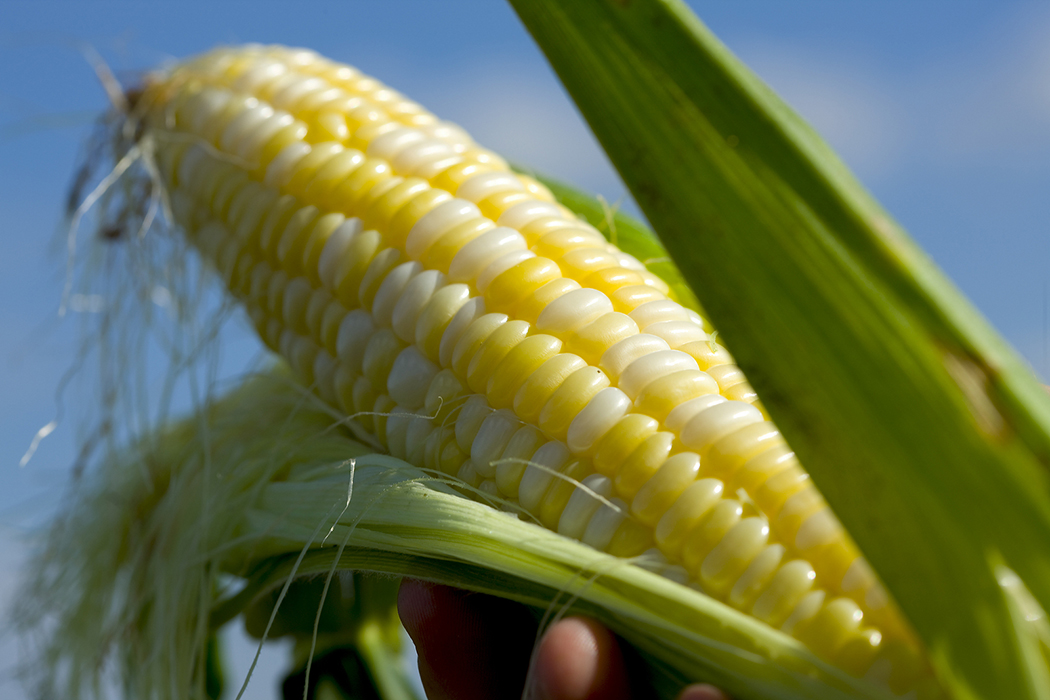 sweet-cornjpg