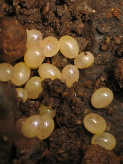 StripedEarwigEggs.png thumbnail