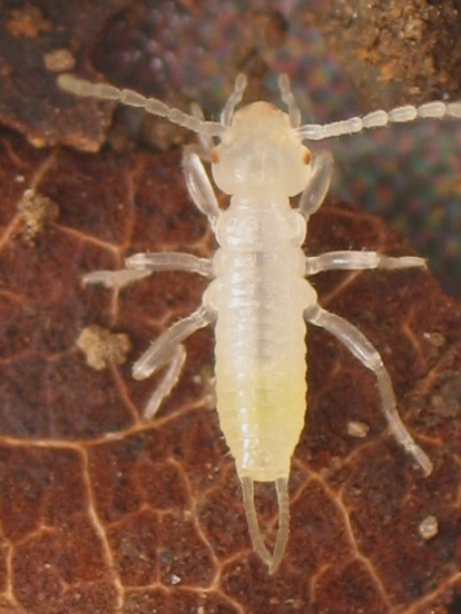 StripedEarwigNymph.png thumbnail