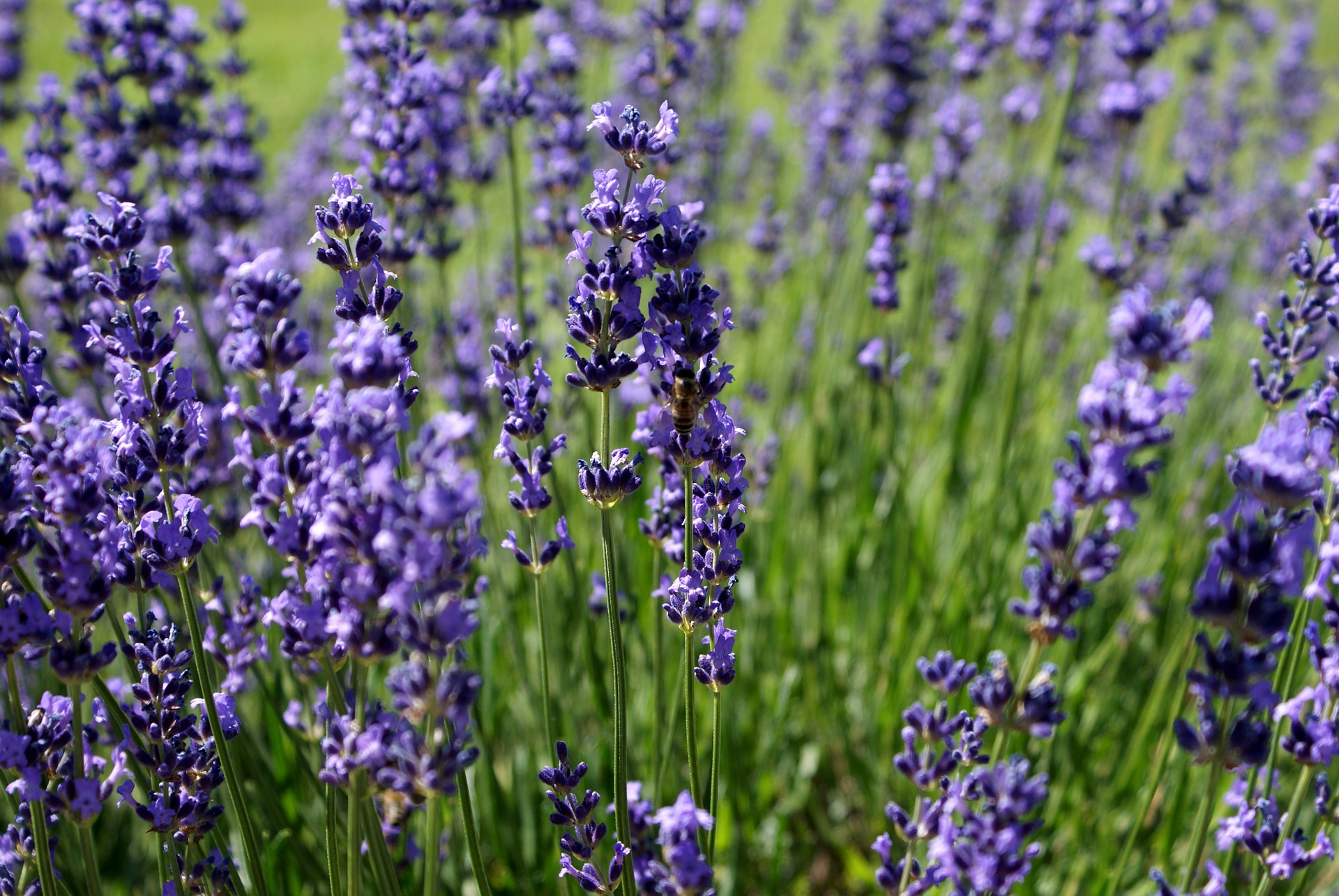 Planting Herb Gardens
