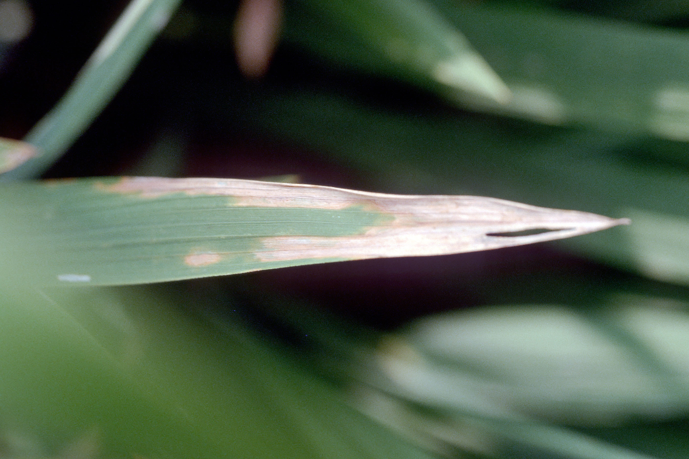 Tan-Type Symptoms