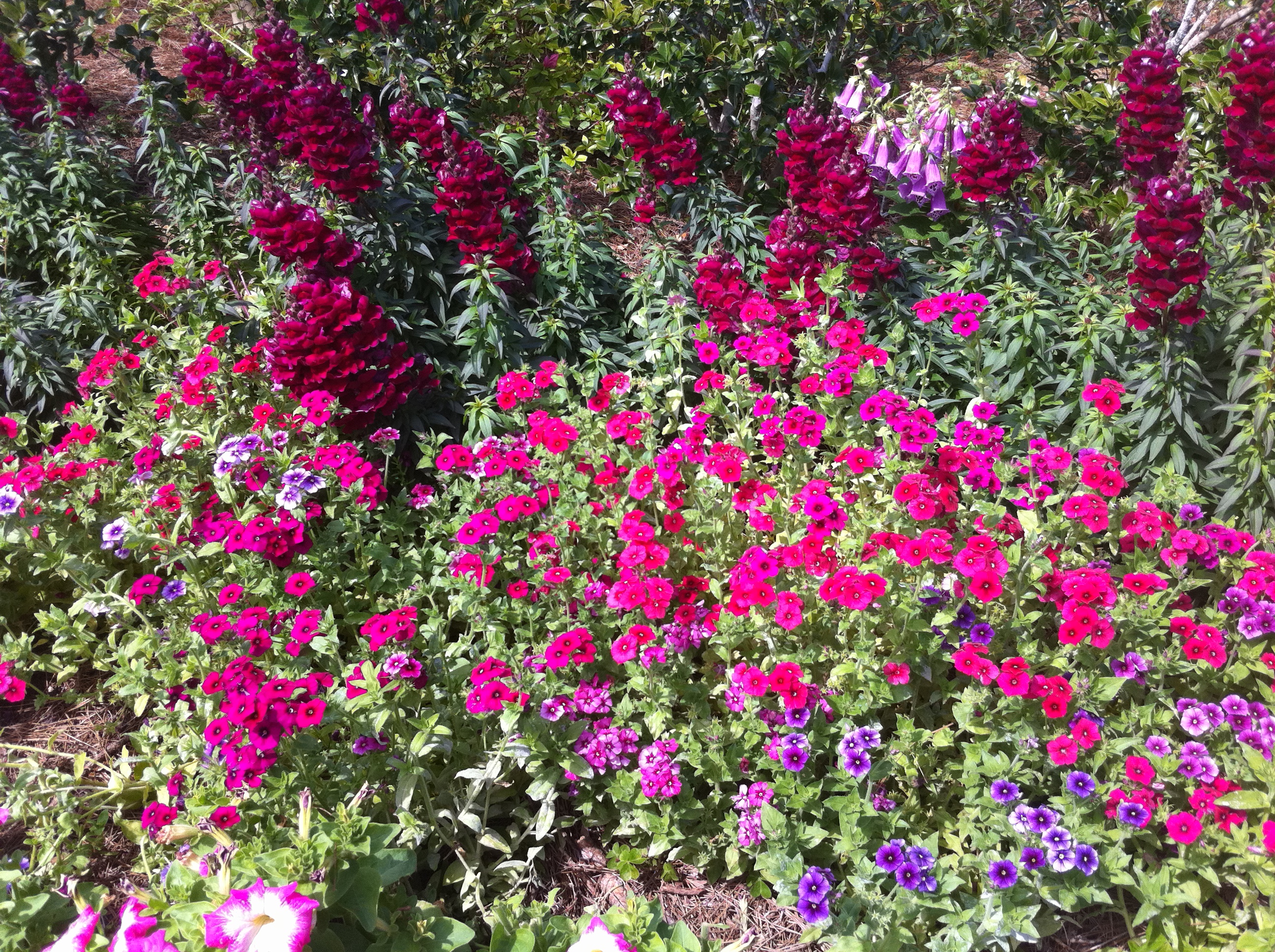 Its time to plant cool-season bedding plants