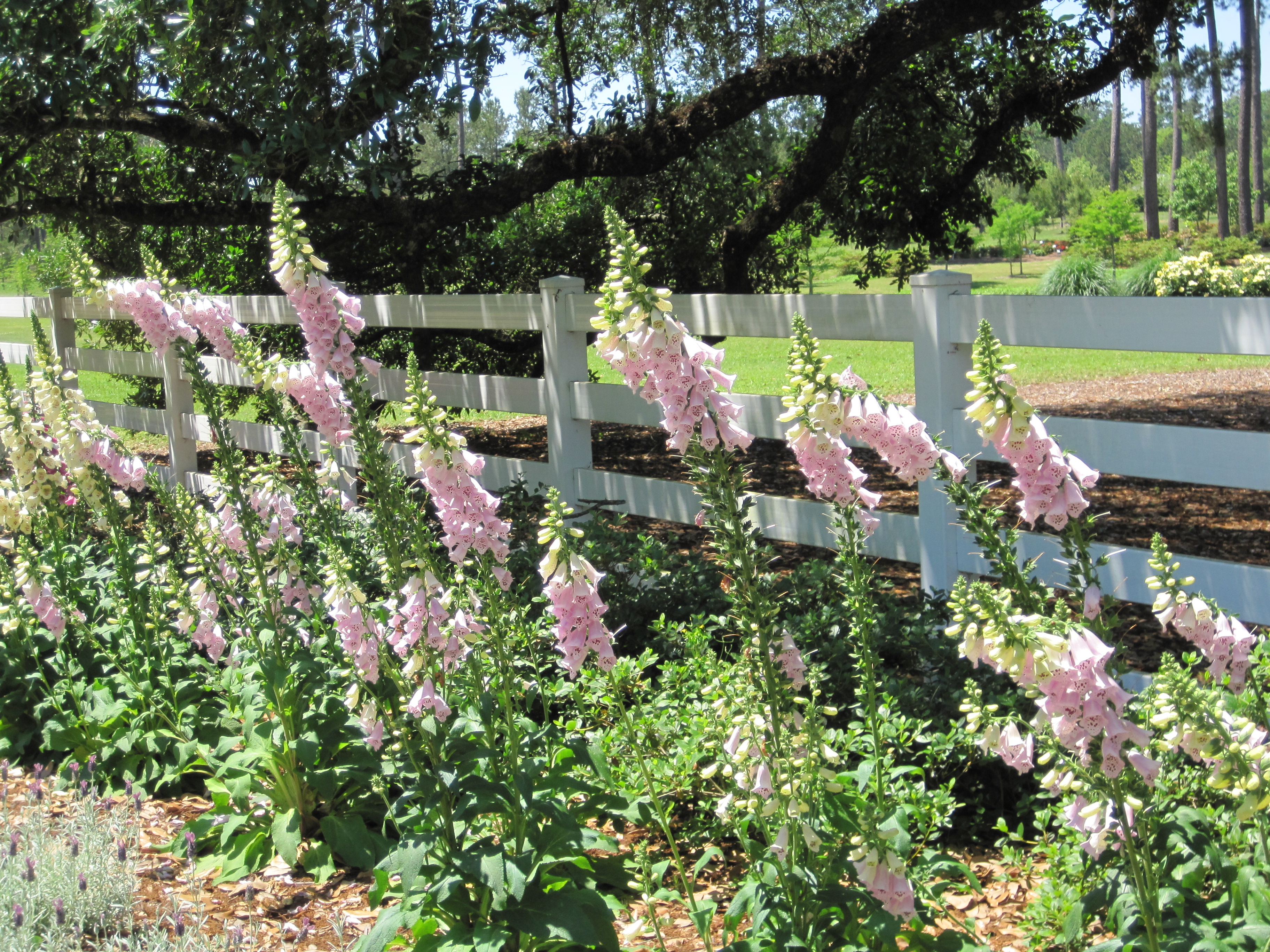Camelot foxglove