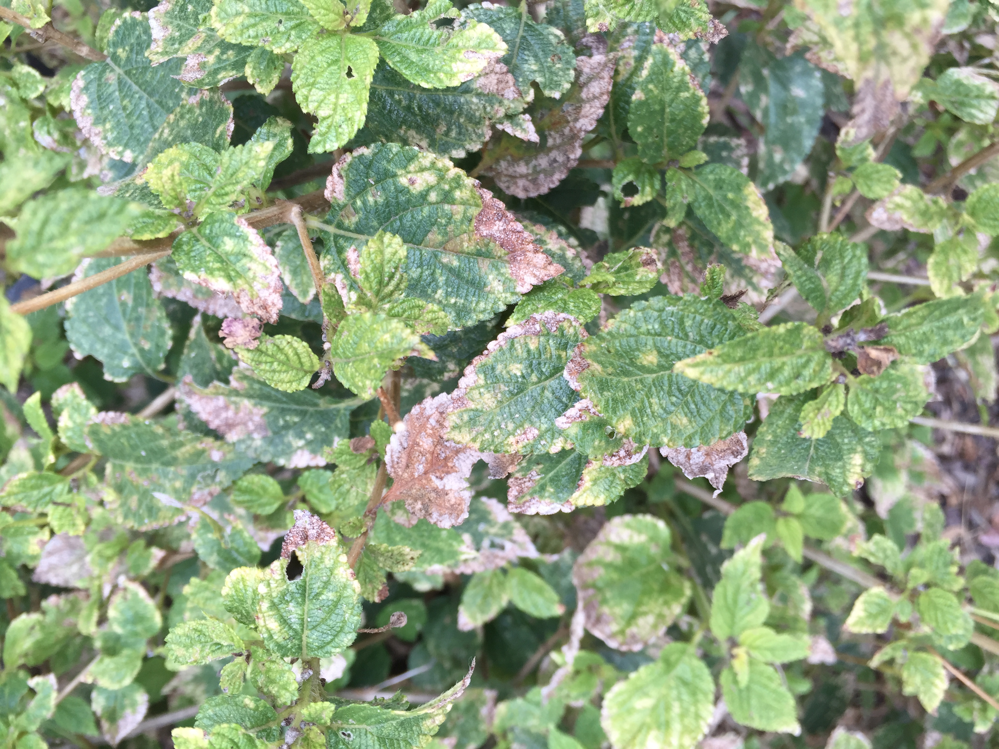 Lantana Plants