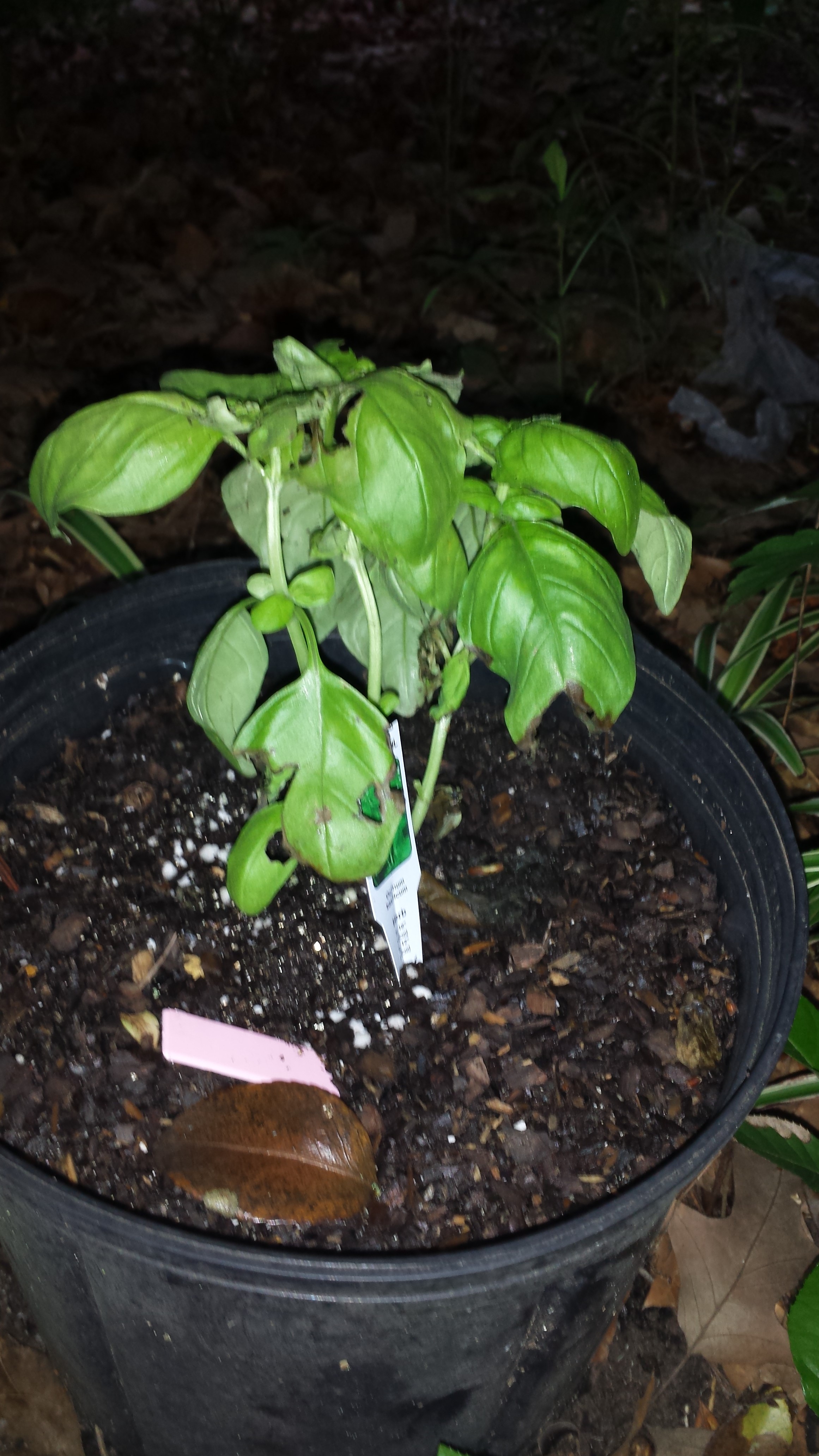 Basil is great for summer gardens