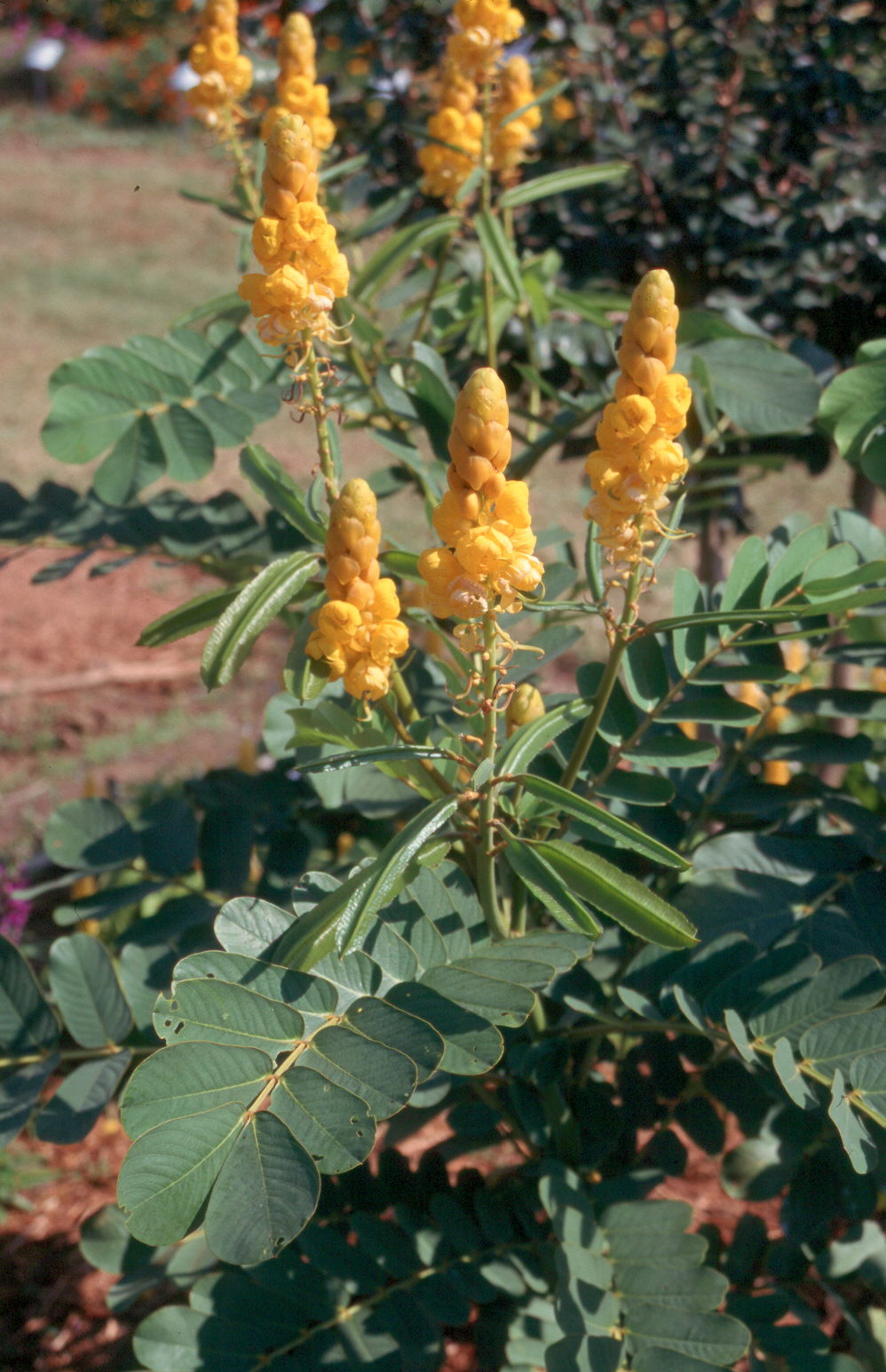 Tropical-like summer flowers include cassias, tibouchinas, durantas