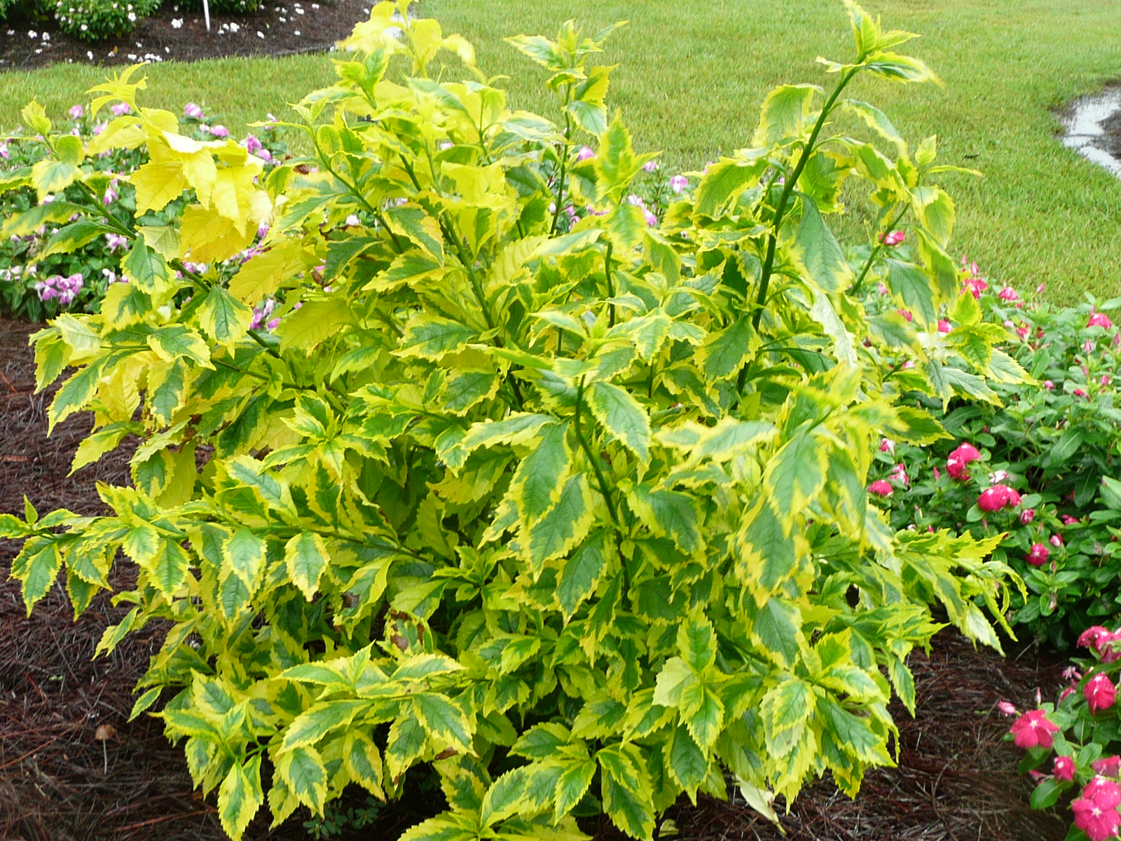 Gold Edge duranta