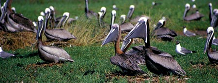 Restoration of Brown Pelicans to Louisiana