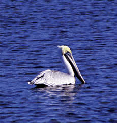 Pelican