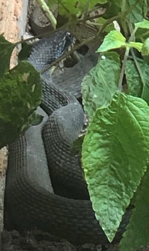 Roots, Shoots, Fruits & Flowers: Garden Snakes (Mostly)