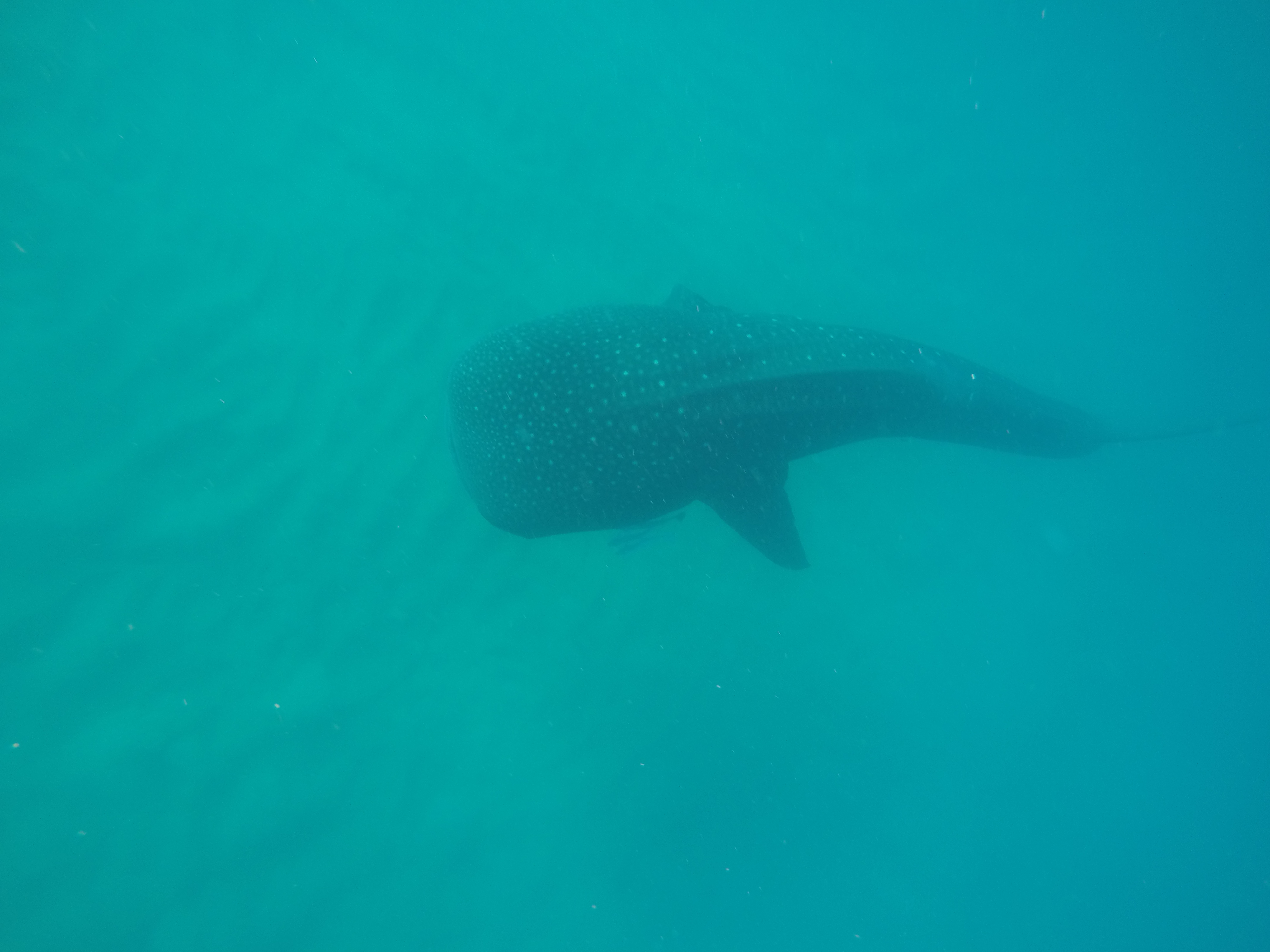 WhaleSharkRodneypic.JPG thumbnail