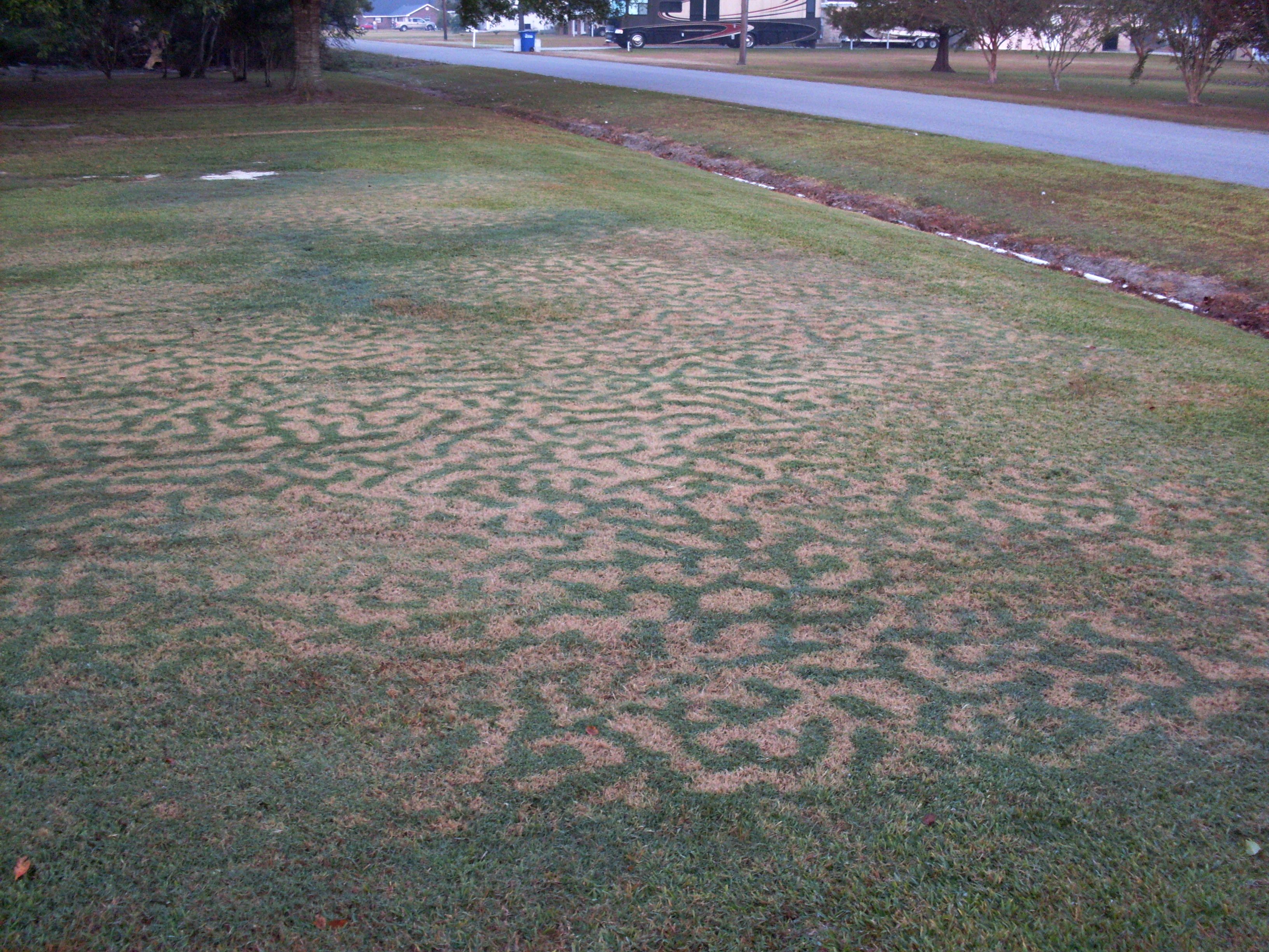 Cold Damages Turfgrass