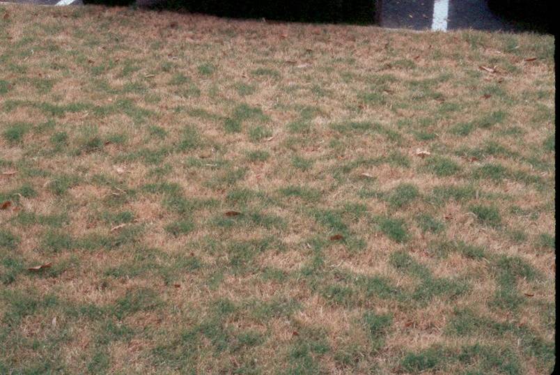 damaged turfgrass
