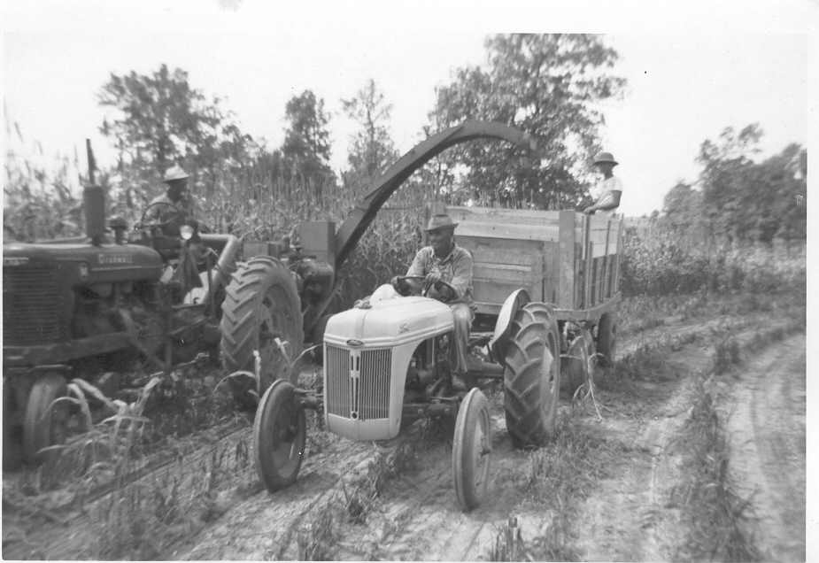 harvesting corn for silage