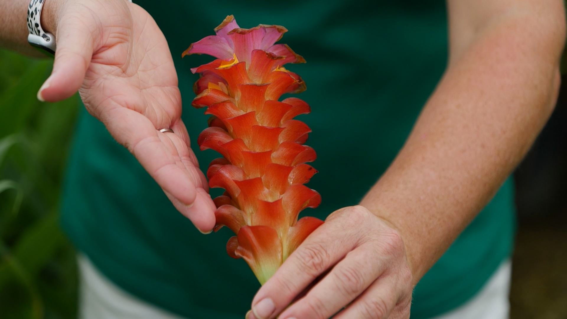 Get It Growing: Gingers have beautiful foliage and fragrant flowers 