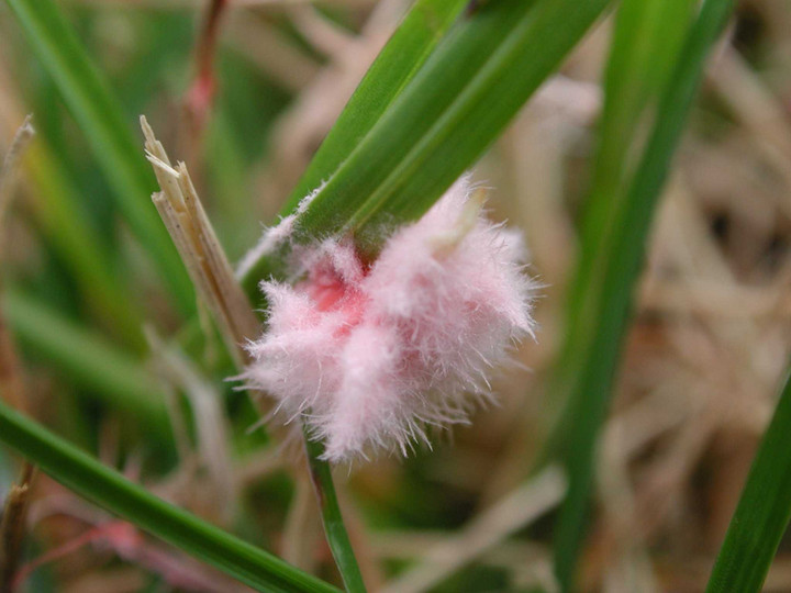 Turf Grass Disease Management