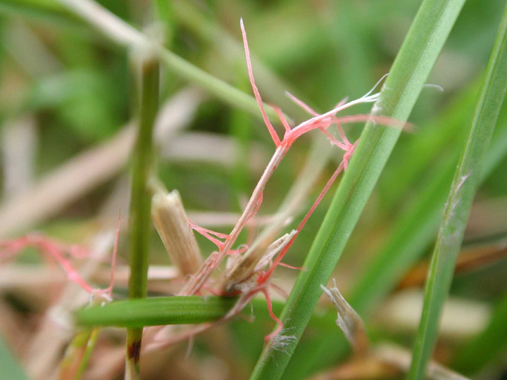 Turf Grass