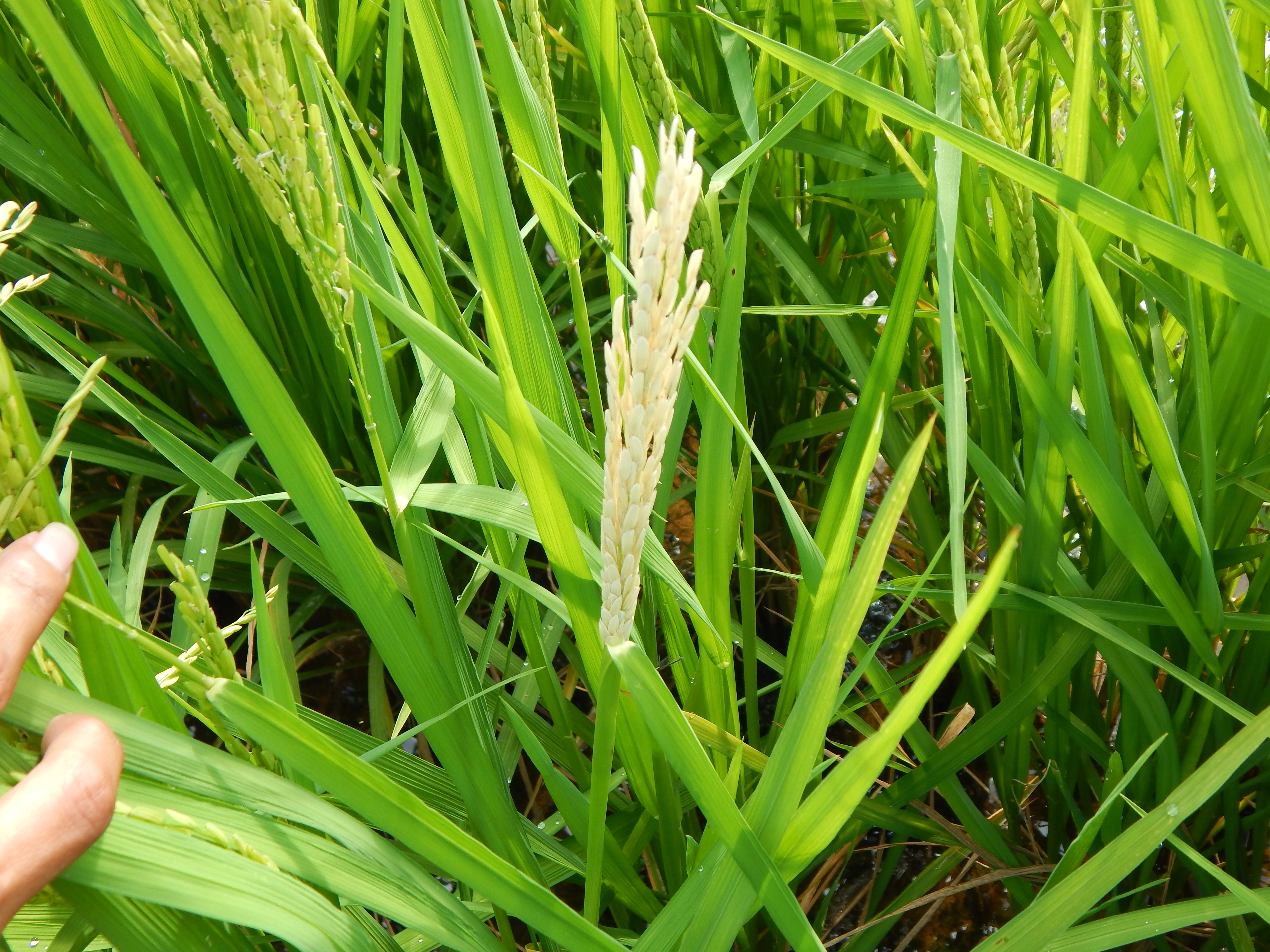 DSCN4517JPG