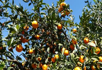 Louisiana citrus available, but supply hurt by Hurricane Zeta