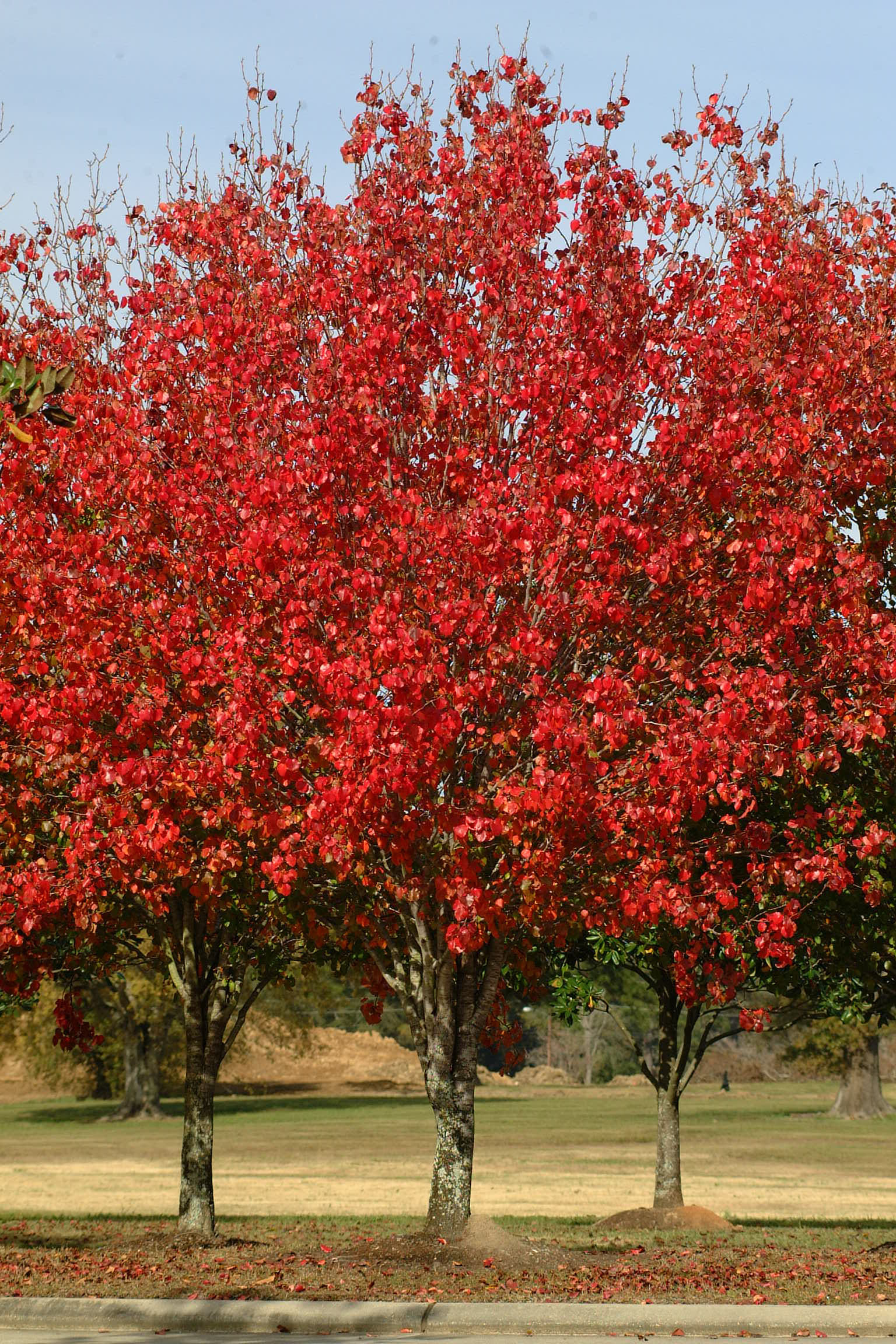 Falling Leaves – Pretty But Dangerous To Waterways