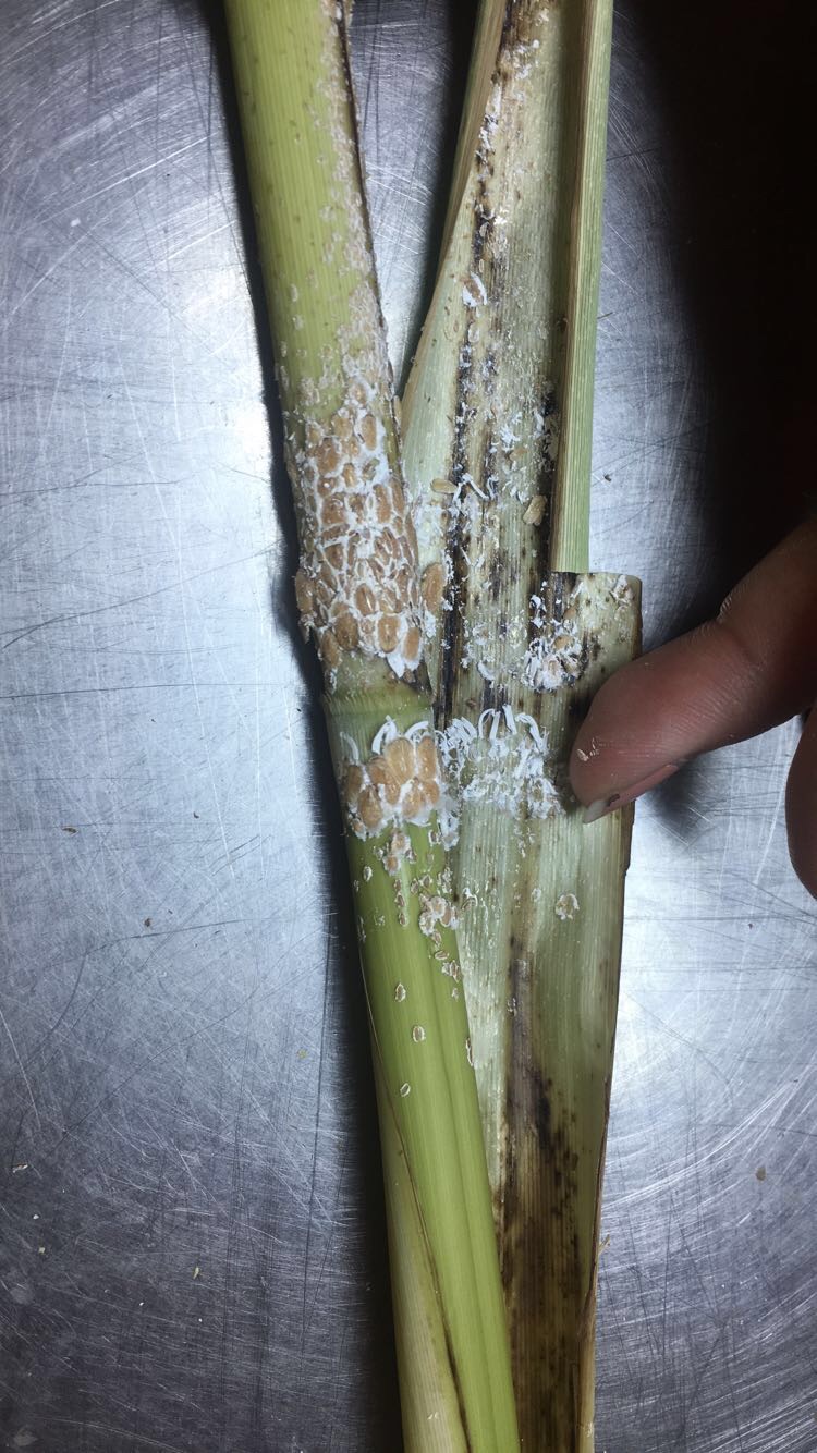 6_N_biwakoensis_infestation.jpg thumbnail