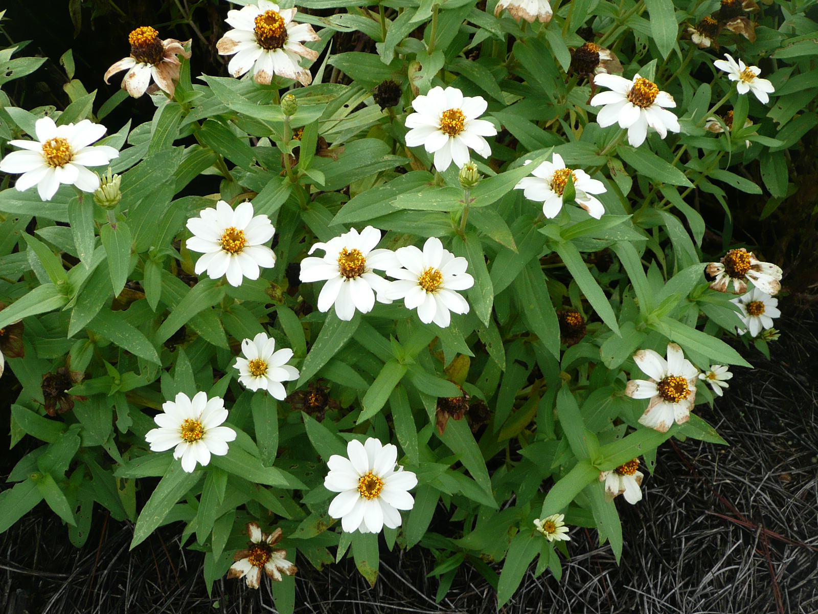 Zinnias produce great color all summer long