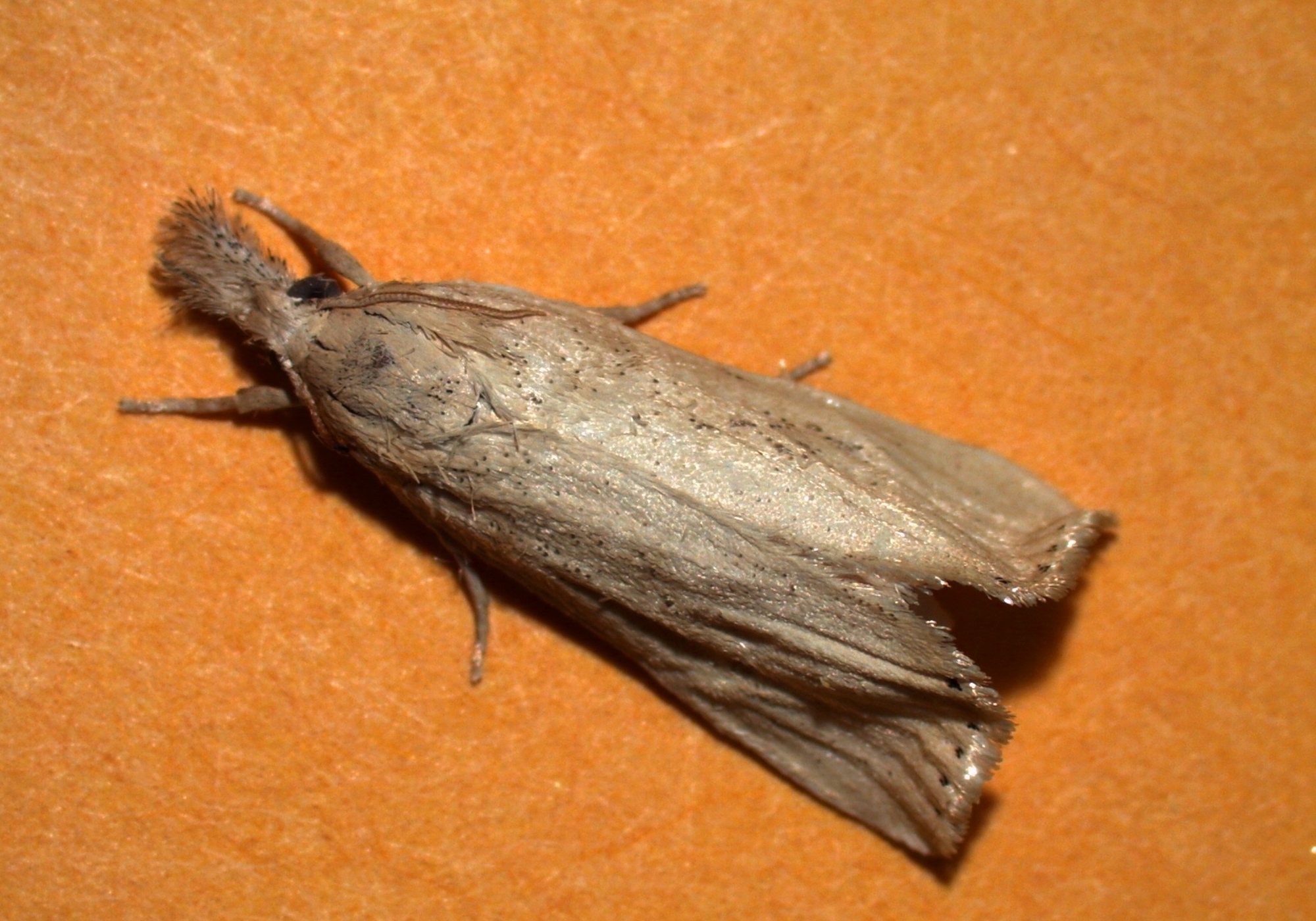 Rice Stalk Borer Female Moth