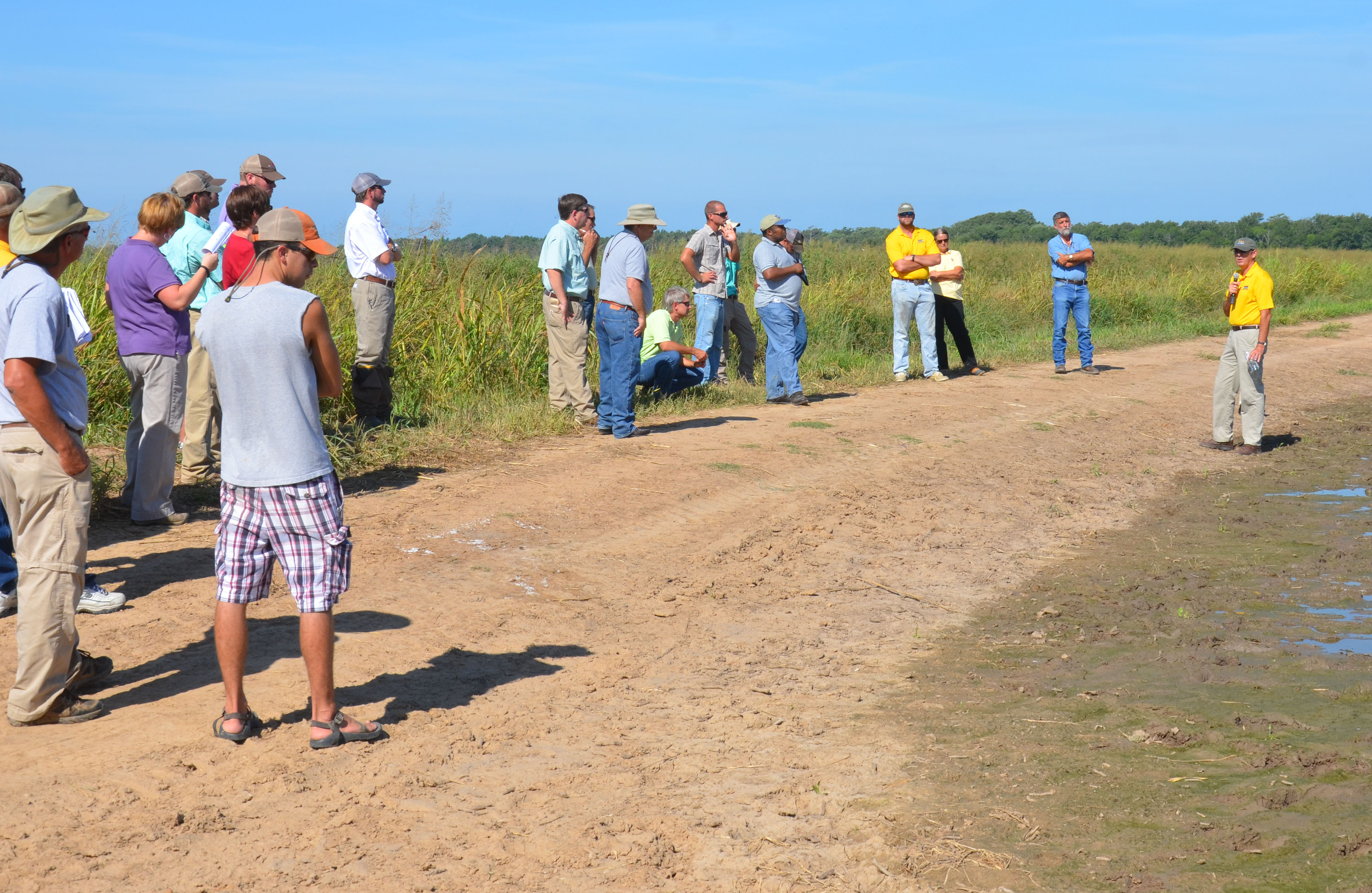 Given late start, Louisiana rice crop so far looks good