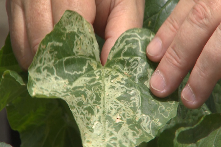Leaf miners make an apperance in Louisiana gardens