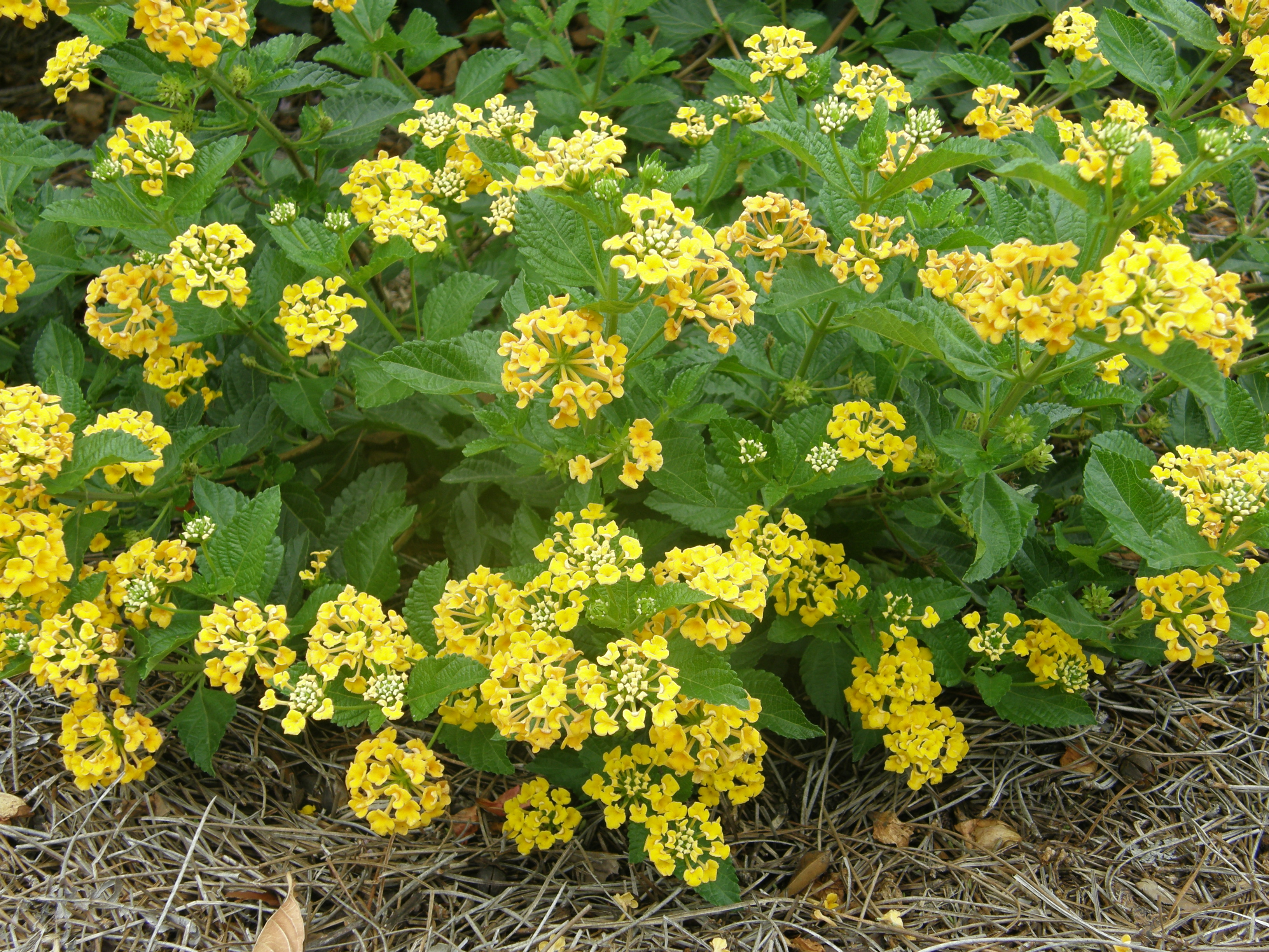 Lantana - Colorful and Drought Tolerant