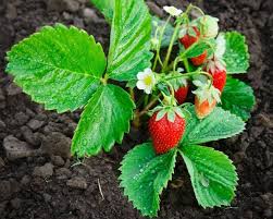 strawberries2jpg