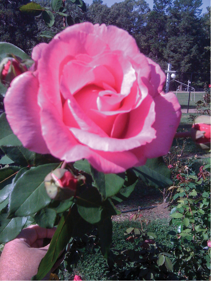 Easy-Tea The McCartney Rose