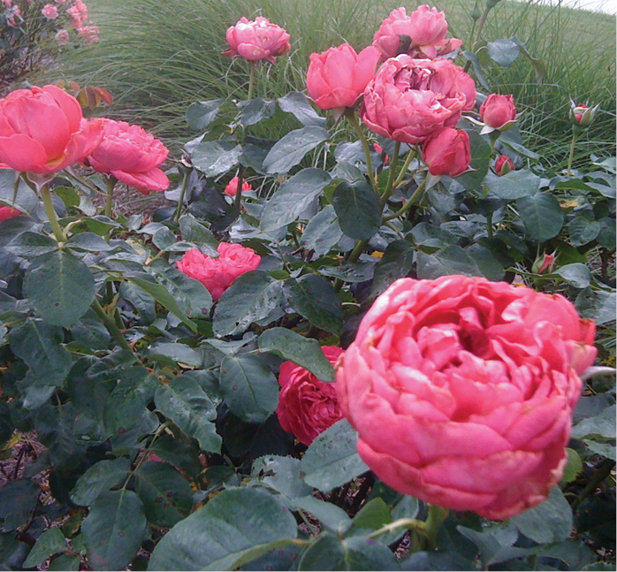 Easy-Tea Pink Traviata